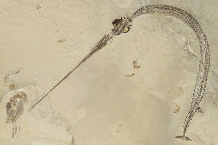 Superb Needle Fish (Rhynchodercetis) Fossil - Lebanon #270906